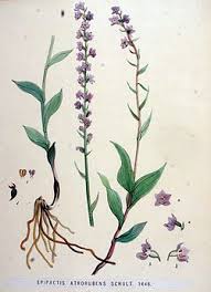 Attēlu rezultāti vaicājumam “Epipactis atrorubens leaf”