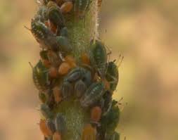 Attēlu rezultāti vaicājumam “Aphis farinosa”