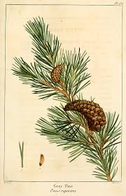 Attēlu rezultāti vaicājumam “Pinus banksiana”