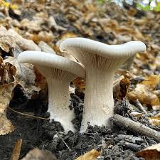 Attēlu rezultāti vaicājumam “Clitocybe nebularis”