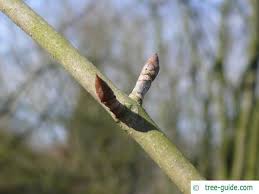 Attēlu rezultāti vaicājumam “Aesculus flava bud”