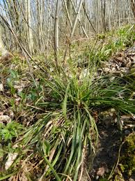 Attēlu rezultāti vaicājumam “Carex digitata”