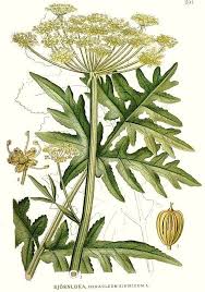 Attēlu rezultāti vaicājumam “Heracleum”