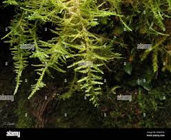 Attēlu rezultāti vaicājumam “Neckera complanata”