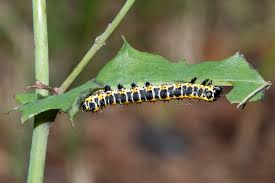 Attēlu rezultāti vaicājumam “Cucullia lucifuga larva”