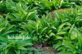 Attēlu rezultāti vaicājumam “Allium ursinum leaf”