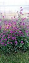 Image result for Lunaria annua