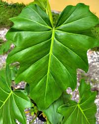 Attēlu rezultāti vaicājumam “Diderma radiatum stalked”