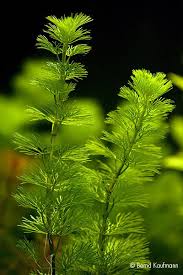 「水蘊草」的圖片搜尋結果