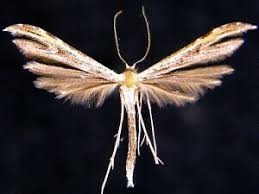 Attēlu rezultāti vaicājumam “Pterophoridae”