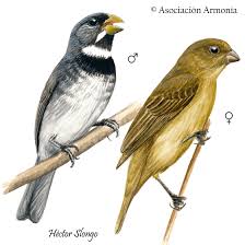 Attēlu rezultāti vaicājumam “Collaria sp.”