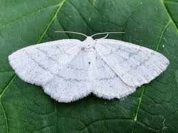 Attēlu rezultāti vaicājumam “Cabera pusaria female”