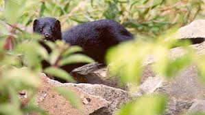 Attēlu rezultāti vaicājumam “Mustela vison”