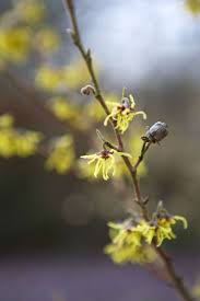 Attēlu rezultāti vaicājumam “Hamamelis japonica bud”
