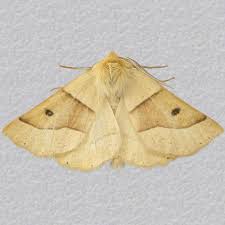 Attēlu rezultāti vaicājumam “Crocallis elinguaria”