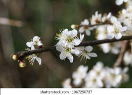 Attēlu rezultāti vaicājumam “Prunus domestica subsp. insitita”