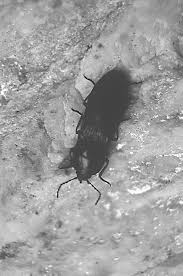 Attēlu rezultāti vaicājumam “Selatosomus aeneus”