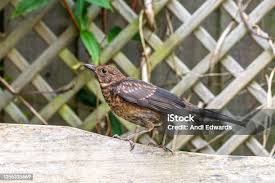 Attēlu rezultāti vaicājumam “Turdus merula juvenile”