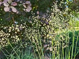 Attēlu rezultāti vaicājumam “Briza media flower”