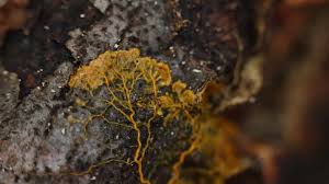 Attēlu rezultāti vaicājumam “Badhamia utricularis stalked”