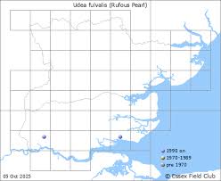 Attēlu rezultāti vaicājumam “Udea fulvalis”