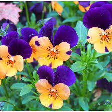 Image result for Viola cornuta