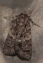 Attēlu rezultāti vaicājumam “Acronicta rumicis imago”