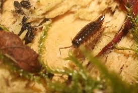 Attēlu rezultāti vaicājumam “Ligidium hypnorum”