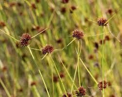 Attēlu rezultāti vaicājumam “Rhynchospora alba fruit”