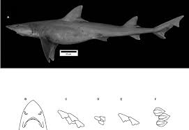 Image result for Nasolamia velox