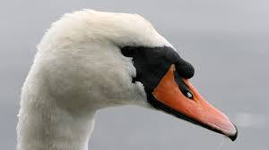 Attēlu rezultāti vaicājumam “Cygnus olor”