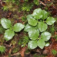 Attēlu rezultāti vaicājumam “Orthilia secunda leaf”