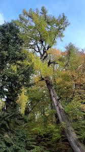 Attēlu rezultāti vaicājumam “Larix decidua var. polonica”