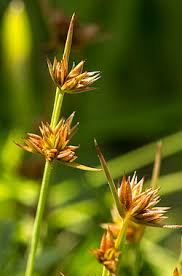 Attēlu rezultāti vaicājumam “Juncus capitatus”