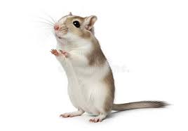 Attēlu rezultāti vaicājumam “Muridae”