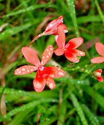 Attēlu rezultāti vaicājumam “Lophozia laxa macro”