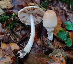 Attēlu rezultāti vaicājumam “Lepiota clypeolaria”