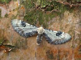 Attēlu rezultāti vaicājumam “Eupithecia centaureata”