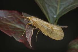 Attēlu rezultāti vaicājumam “Chaetopteryx villosa”