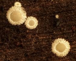 Attēlu rezultāti vaicājumam “Craterium minutum stalked”