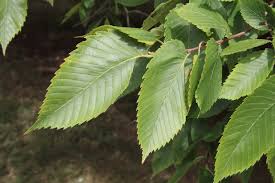 Attēlu rezultāti vaicājumam “Ulmus laevis leaf”