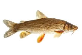 Image result for Barbus barbus