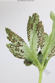 Attēlu rezultāti vaicājumam “Tranzschelia anemones”