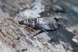 Attēlu rezultāti vaicājumam “Acrobasis advenella”