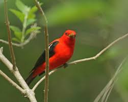 Image result for Piranga olivacea