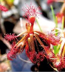 Attēlu rezultāti vaicājumam “Drosera anglica fruit”