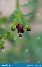 Attēlu rezultāti vaicājumam “Scrophularia umbrosa flower”