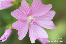 Image result for Malva sylvestris