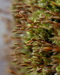 Attēlu rezultāti vaicājumam “Pylaisia polyantha”