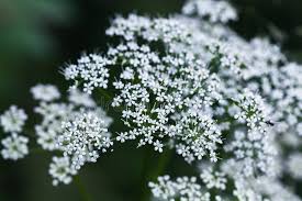 Attēlu rezultāti vaicājumam “Umbelliferae”